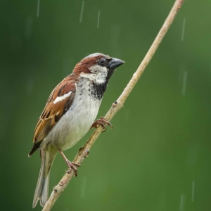 Redwell   June   2016 (202 Of 659).jpg